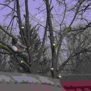 Tree Health Management